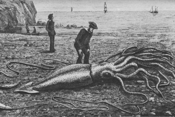 Kraken market